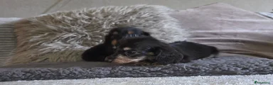 Miniature Dachshund 1