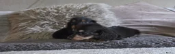 Miniature Dachshund dogs for sale: True longhaired minature dachshunds  - Advert 32