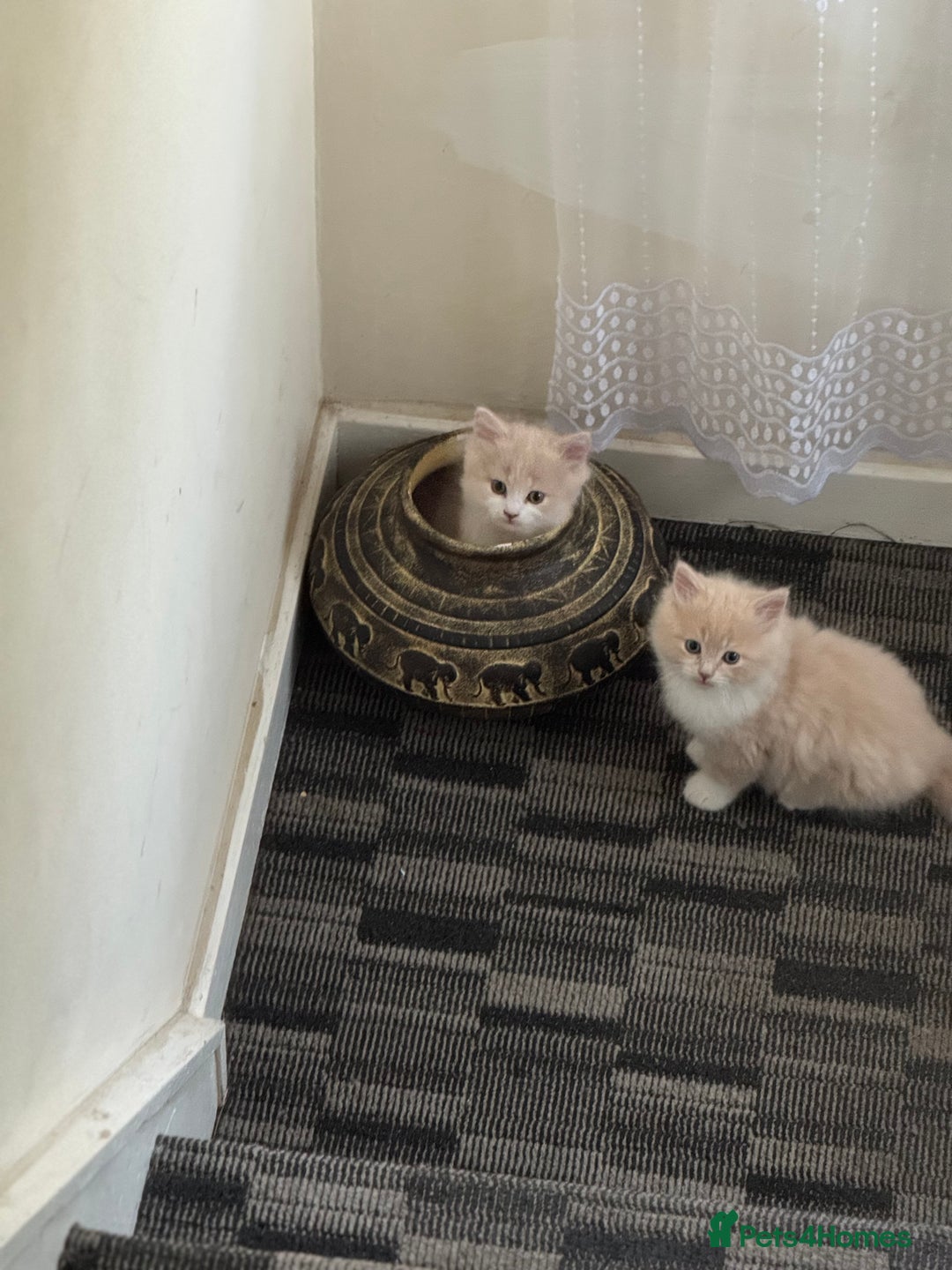 Persian cats for sale: Persian kitten boy - Image 4