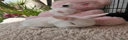 Lionhead rabbits for sale: Cutest Lionhead lops Supersoft blue eyes  - Advert 13