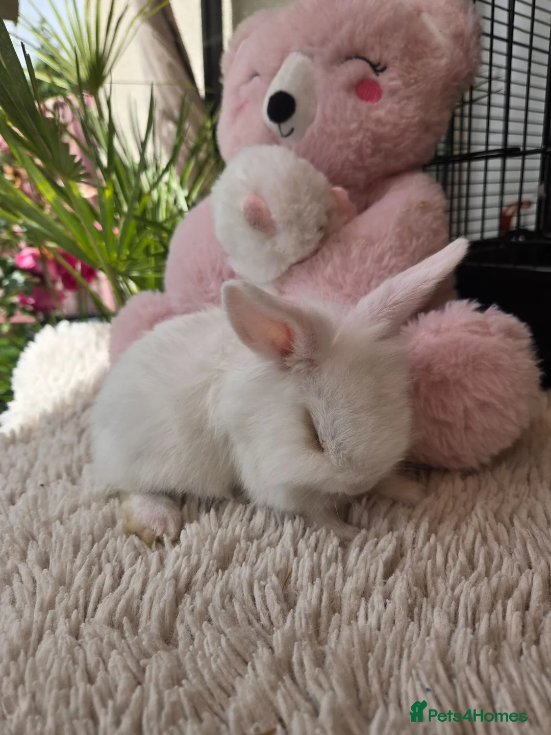 Lionhead rabbits for sale: Cutest Lionhead lops Supersoft blue eyes  - Advert 13