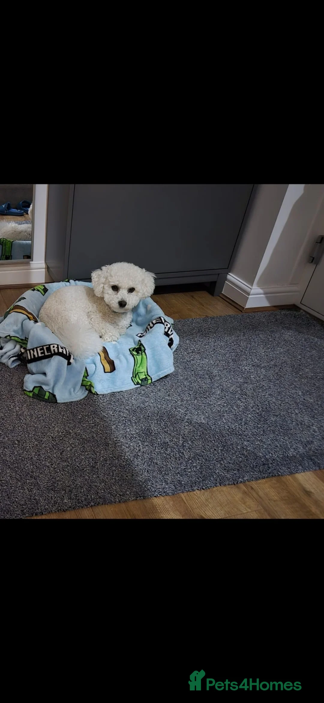 Bichon Frise dogs for stud: For Stud in Deeside - Advert 2