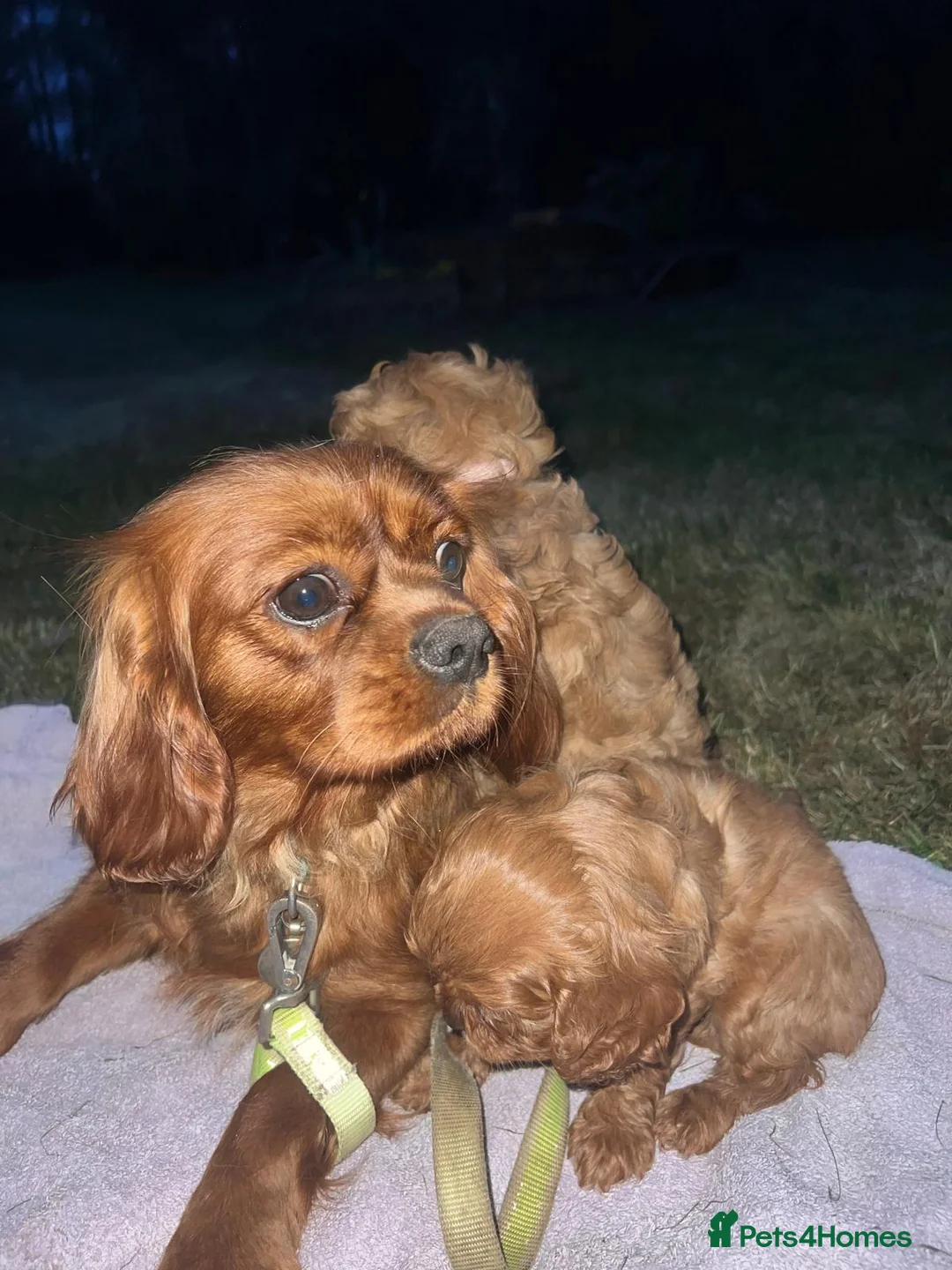Cavapoo dogs for sale: Cavapoo adorable puppies  - Advert 5