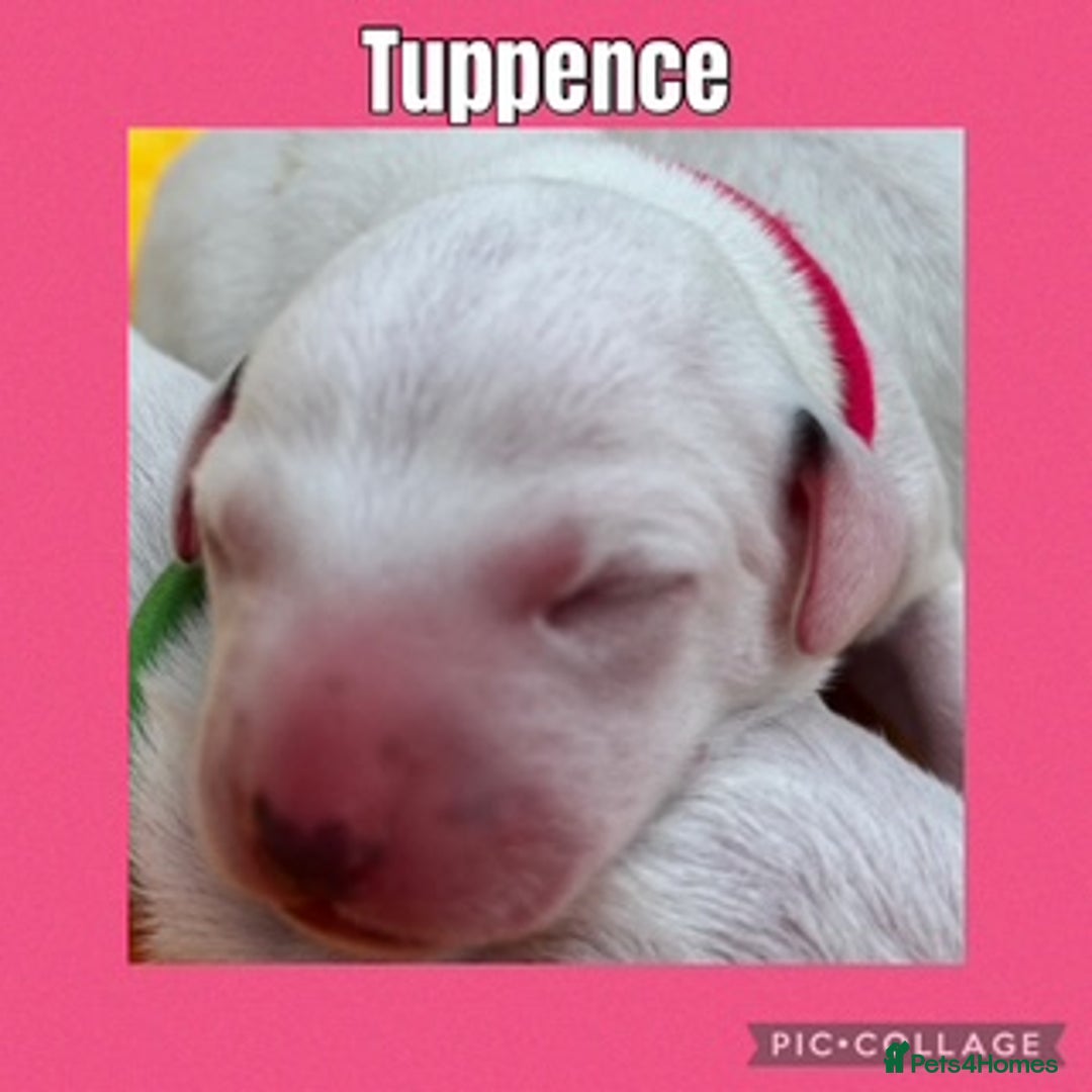 Dalmatian dogs for sale: Tamilanda Dalmatian's  - Image 18