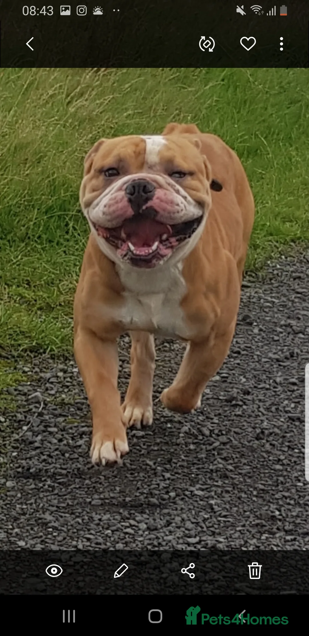 Olde English Bulldogge dogs for stud: Olde English bulldogge for stud  in Heywood - Advert 13