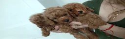 Maltipoo dogs for sale: 🐶 Beautiful F1B Maltipoo Puppies Available 🐶 in Blackburn - Advert 5