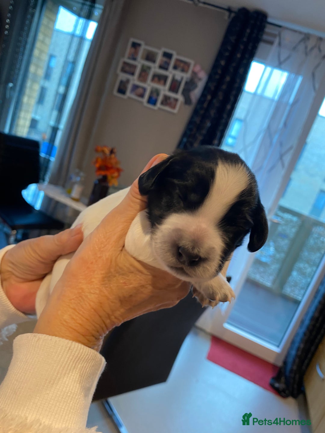 Sprocker dogs for sale: Norwich  - Image 6