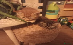 Mixed Breed cats for sale: Beautiful fluffy ginger boy and tabby girl   - Image 2