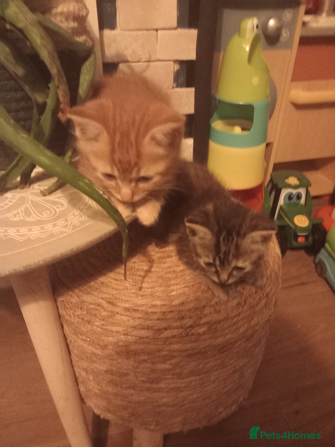 Mixed Breed cats for sale: Beautiful fluffy ginger boy and tabby girl   - Image 2