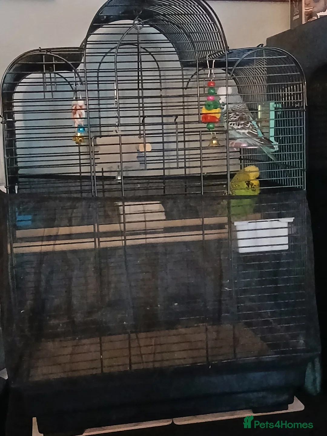 Budgerigars birds for sale: BUDGIES FOR SALE - Advert 11