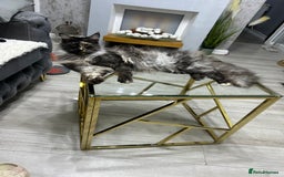 Maine Coon cats for sale: Maine Coon  - Image 8