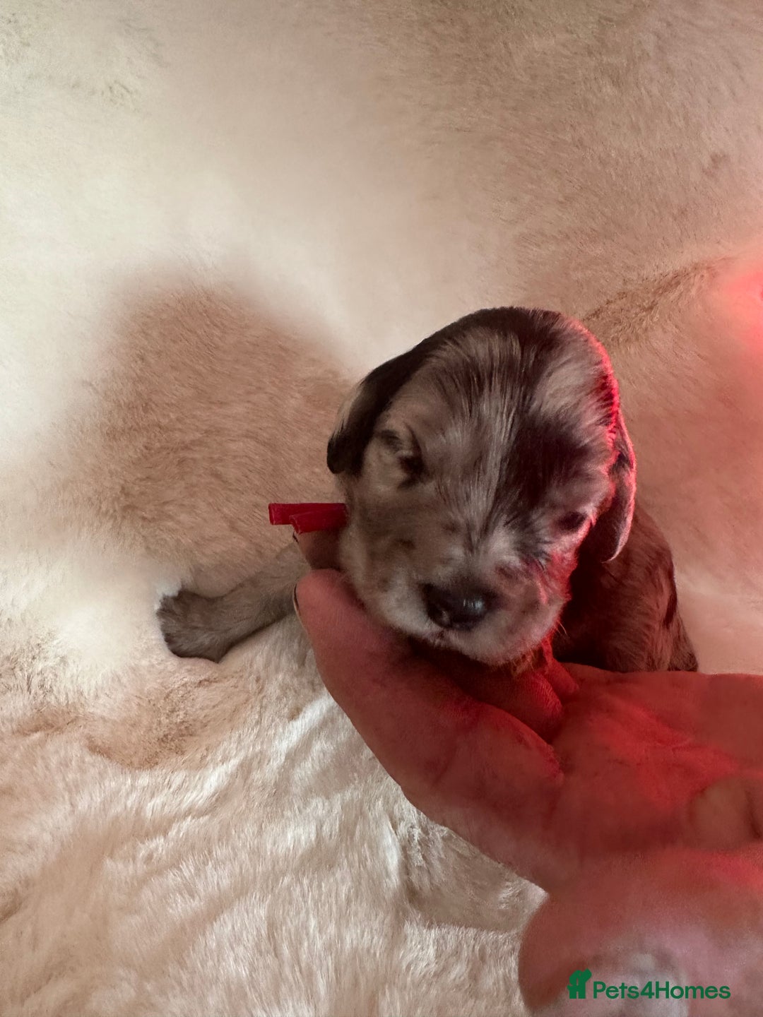 Cockapoo dogs for sale: Beautiful cockapoo puppies delivery possible - Image 16