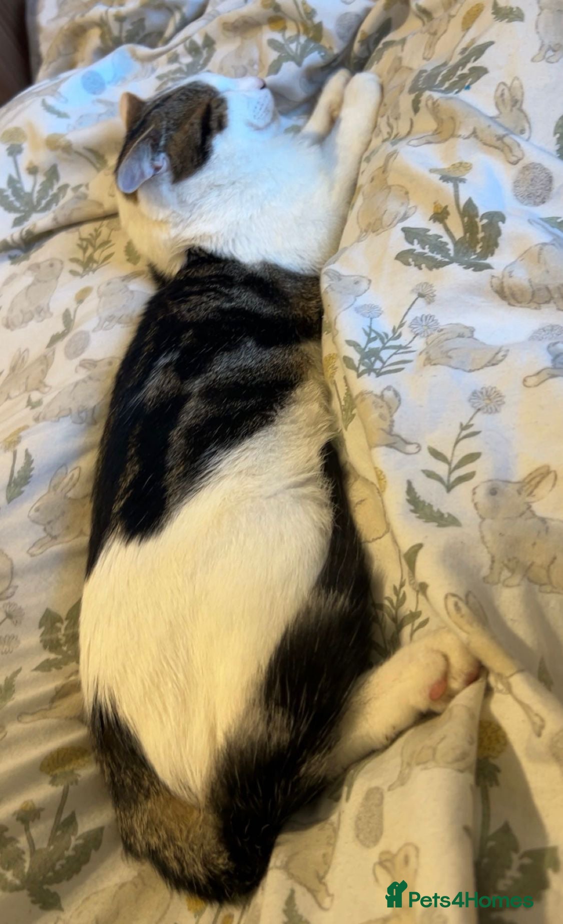 Domestic Shorthair cats  **  kitten  - Advert 19