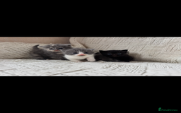 Mixed Breed cats for sale: Beautiful kittens For sale  - Image 9