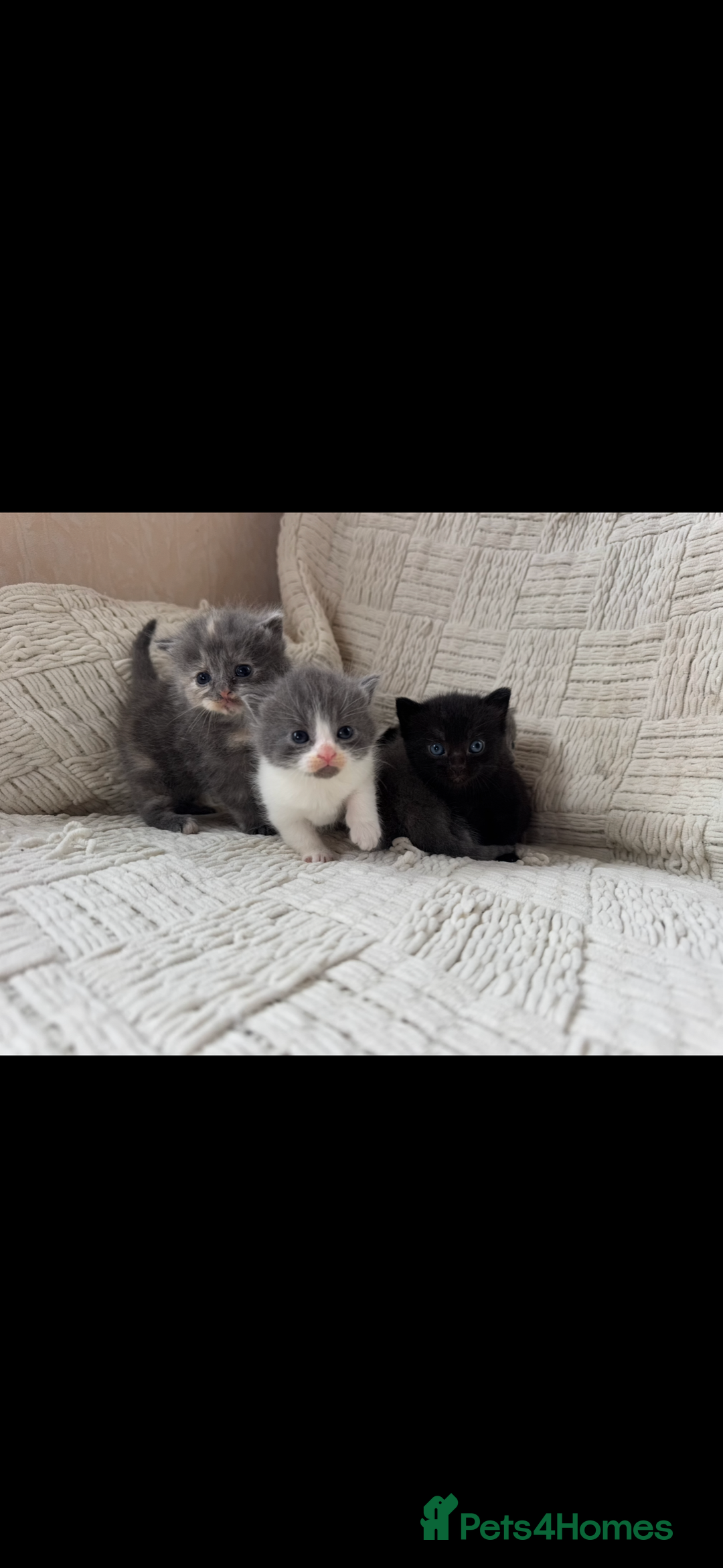 Mixed Breed cats for sale: Beautiful kittens For sale  - Image 9