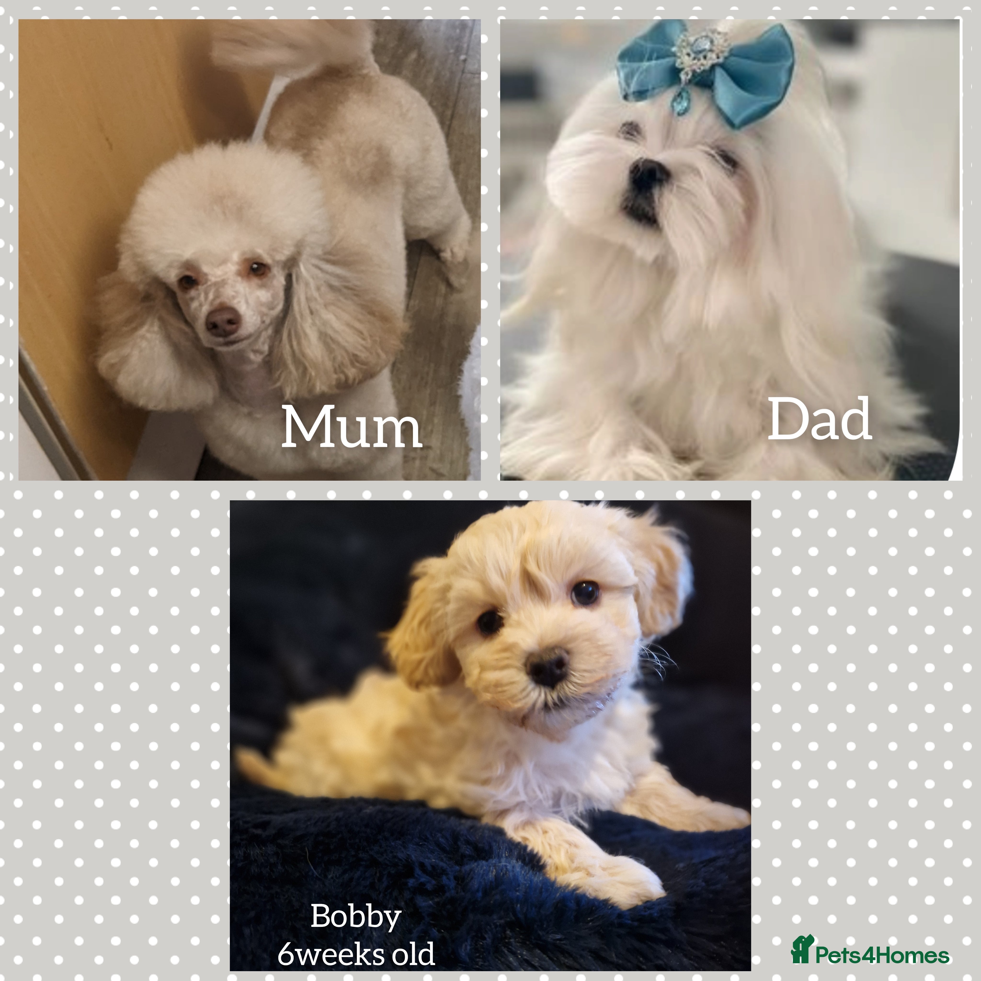 Maltipoo dogs Quality unique f1 tiny korean maltipoo puppies  - Advert 15