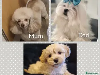 Maltipoo dogs Quality unique f1 tiny korean maltipoo puppies - Advert 14