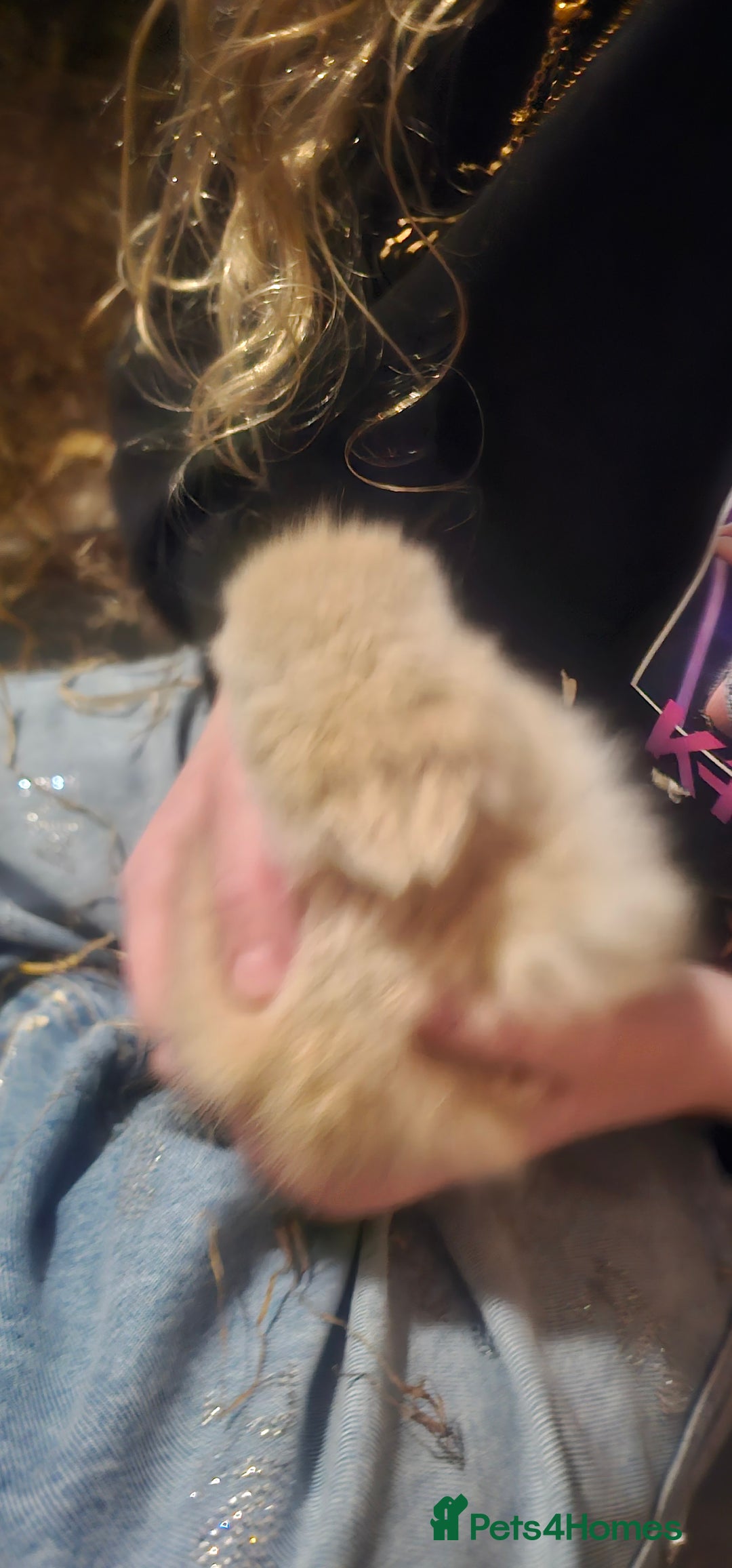 Dwarf Lop rabbits for sale: Baby dwarf rabbit for sale  - Advert 2