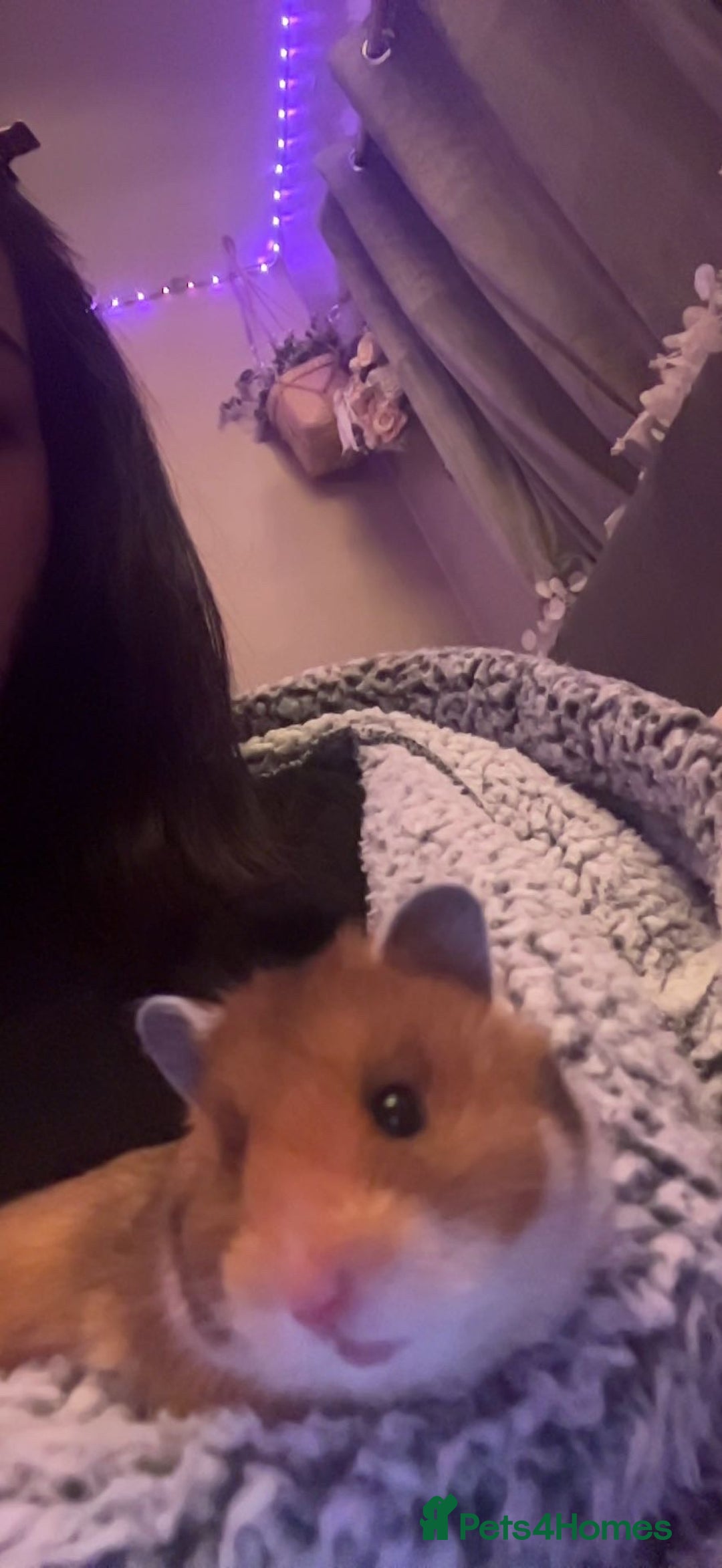 Hamster rodents for sale: hamster and big hamster cage  - Image 5