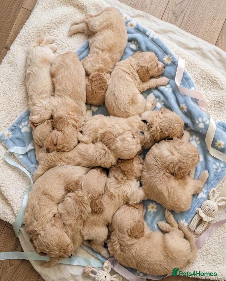Cockapoo dogs 2 girls,7 boys. Golden Cockapoos DNA Health Tested - Advert 1