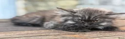 Maine Coon cats for sale: Stunning Maine coon x kitten  - Advert 8