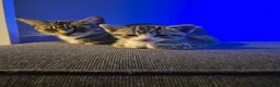 Domestic Shorthair cats for sale: 3 beautiful kittens in Kidderminster - Advert 6