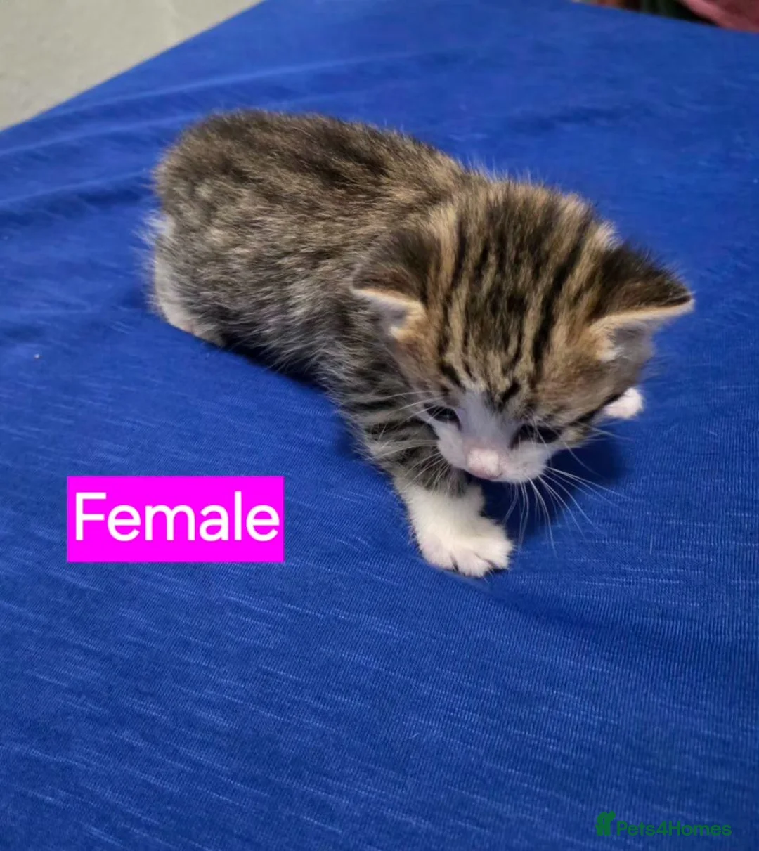 Mixed Breed cats for sale: Kittens 2 Male 1 Female in Chesterfield - Advert 2