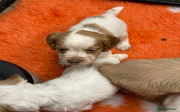 Cocker Spaniel dogs for sale: Working cocker spainel puppies  - Advert 30