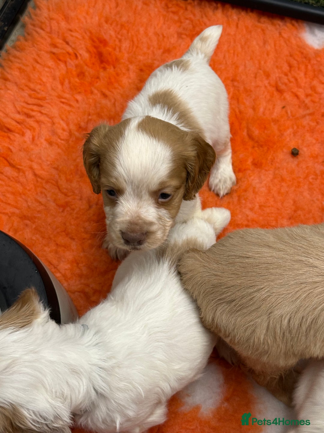 Cocker Spaniel dogs for sale: Working cocker spainel puppies  - Advert 30