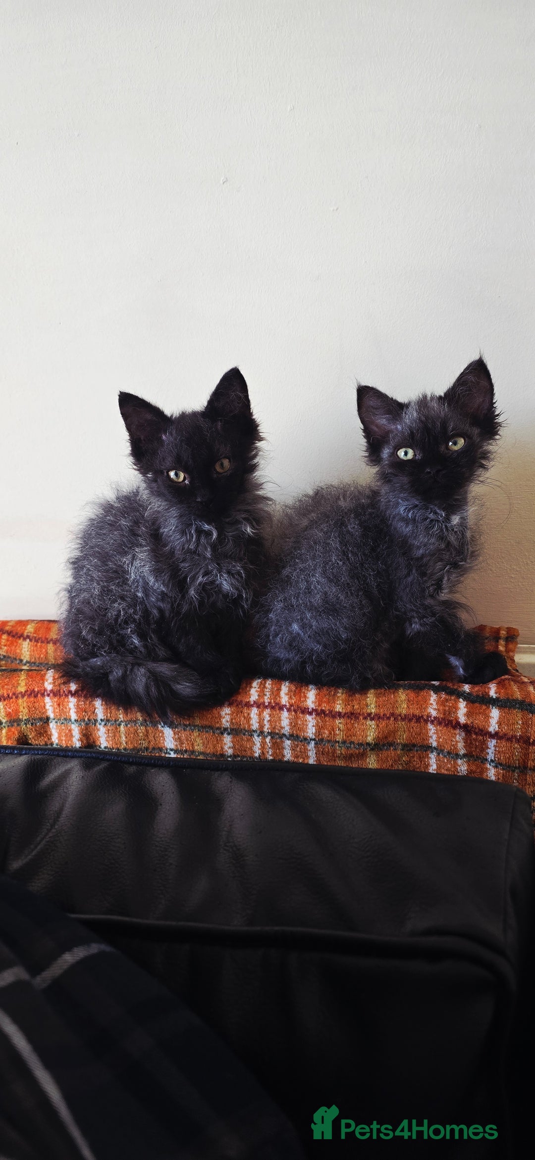 LaPerm cats for sale: 2 male Laperm mix kittens, curly haired - Advert 21