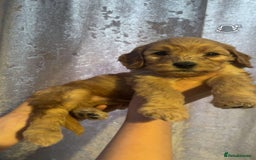 Cockapoo dogs for sale: Beautiful cockapoo baby's  - Image 3