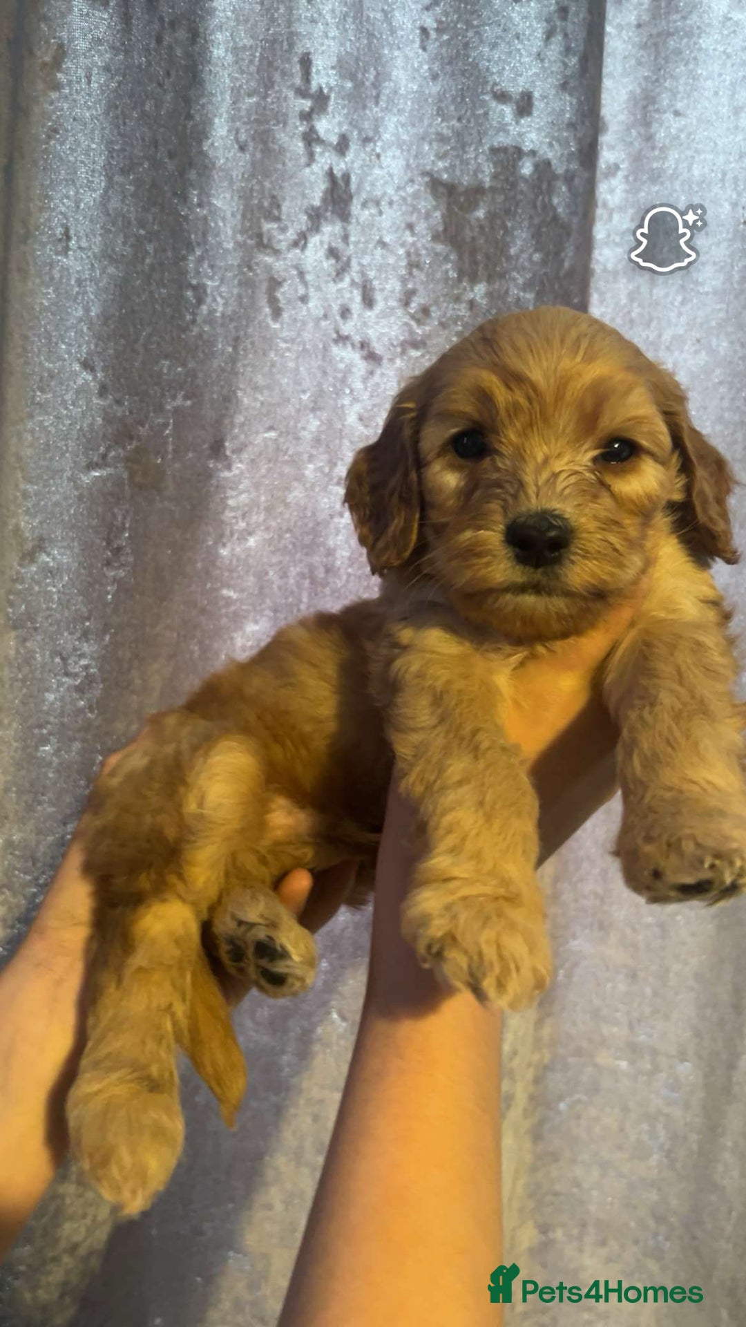 Cockapoo dogs for sale: Beautiful cockapoo baby's  - Image 3