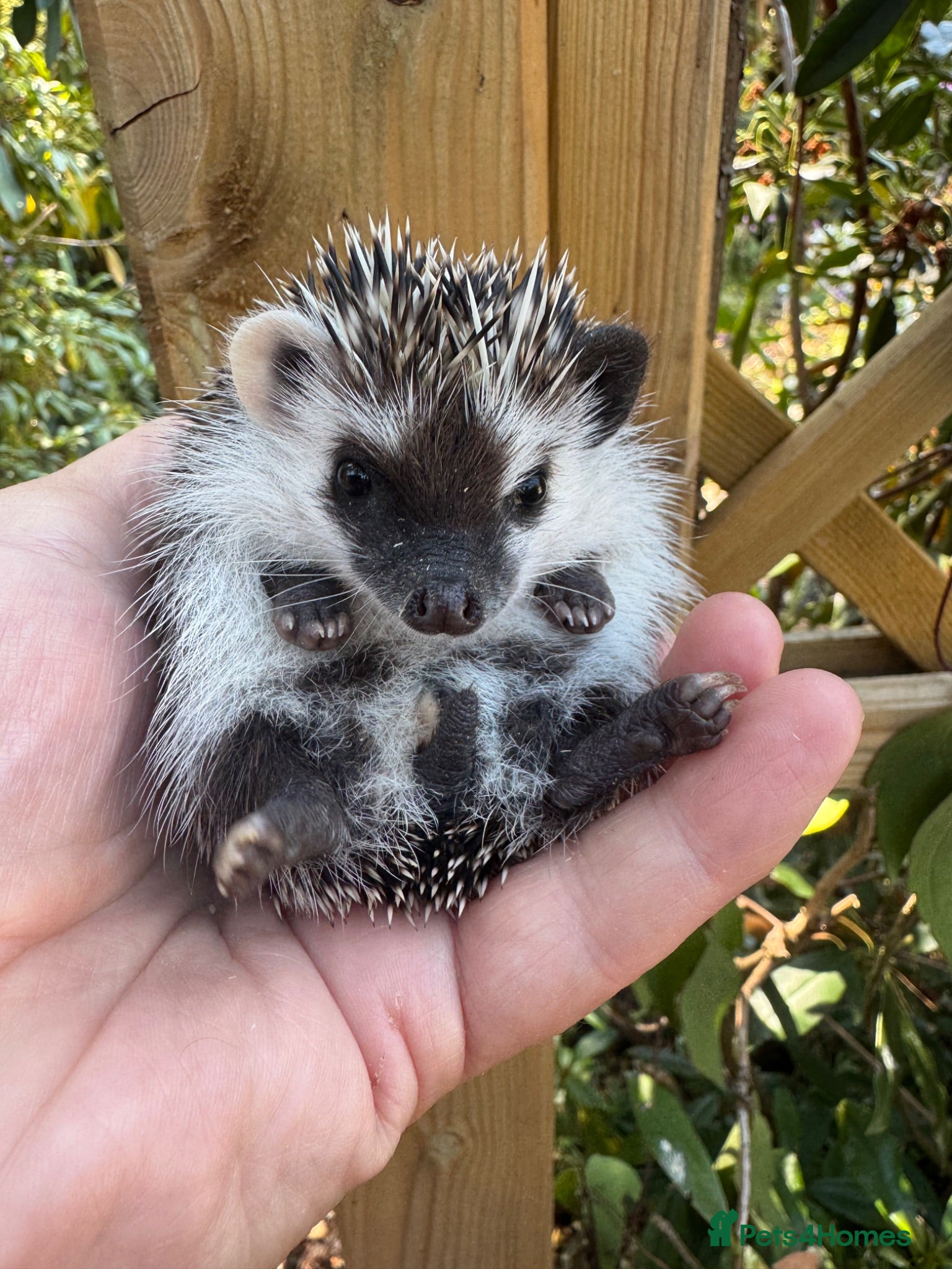 Pygmy Hedgehog rodents 8wk old litter of APH hoglets seeks 5* homes/READY - Advert 2