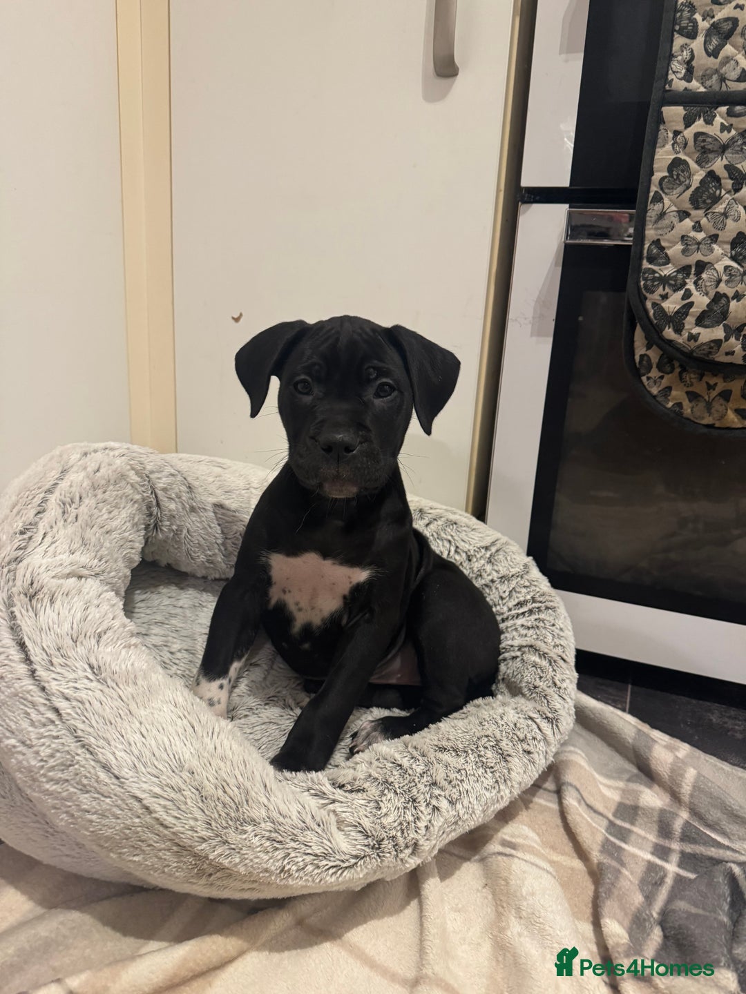 Cane Corso dogs for sale: Cane corso puppy’s  - Advert 8