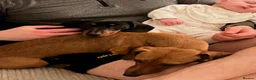 Miniature Dachshund dogs for sale: Two  Miniature Dachshunds Looking Home Together 🐾 - Advert 3