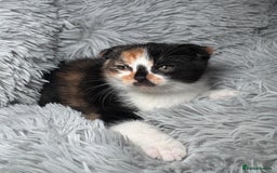 Scottish Fold cats for sale: Kittens - Image 3