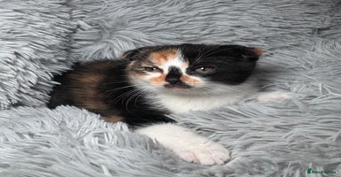 Scottish Fold cats - Advert 14