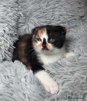 Scottish Fold cats - Advert 4
