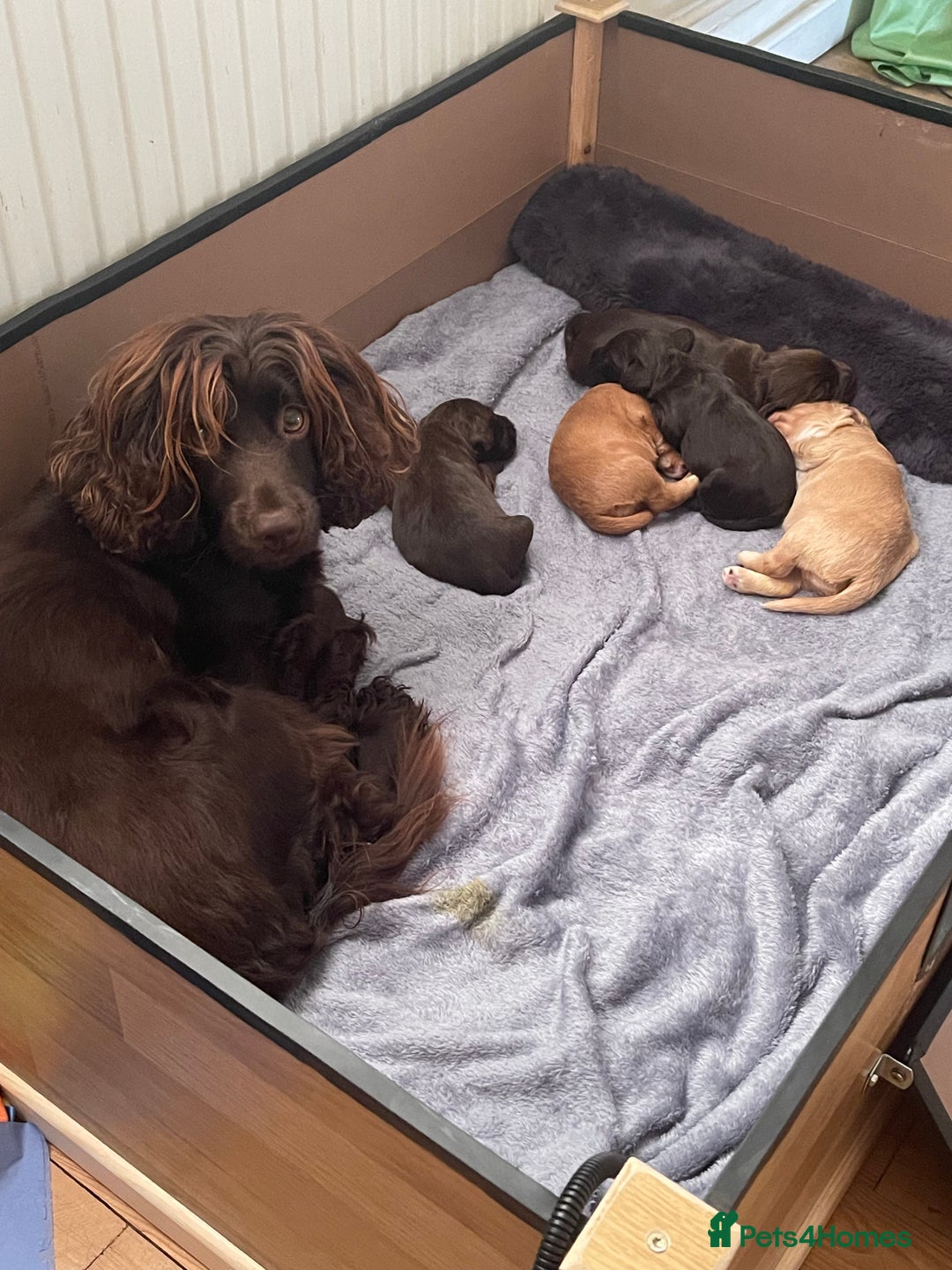Cocker Spaniel dogs for sale: Working cocker spaniels - Advert 1