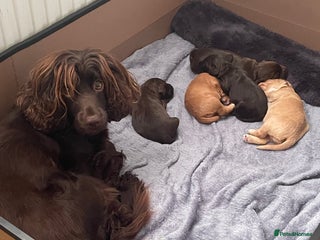 Cocker Spaniel dogs Working cocker spaniels - Advert 2