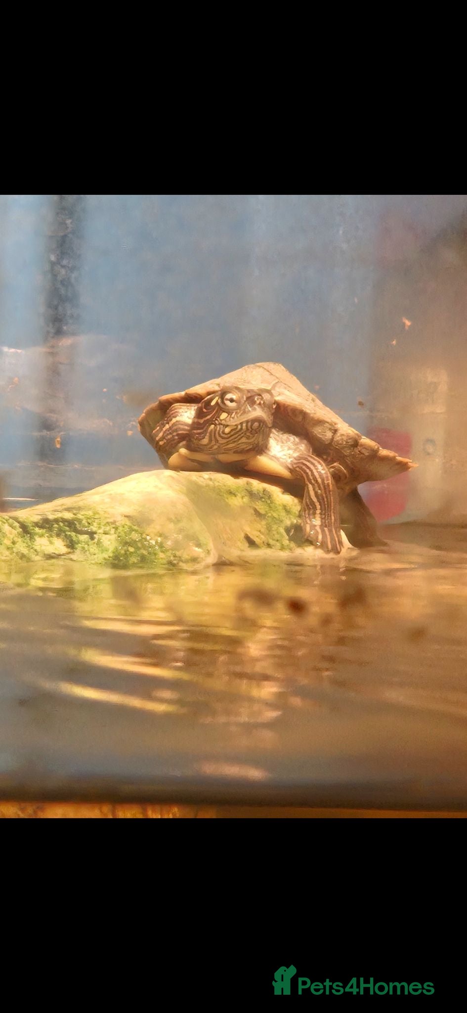 Turtle reptiles Mississipi Map Turtle-Full Set-Up - Advert 1