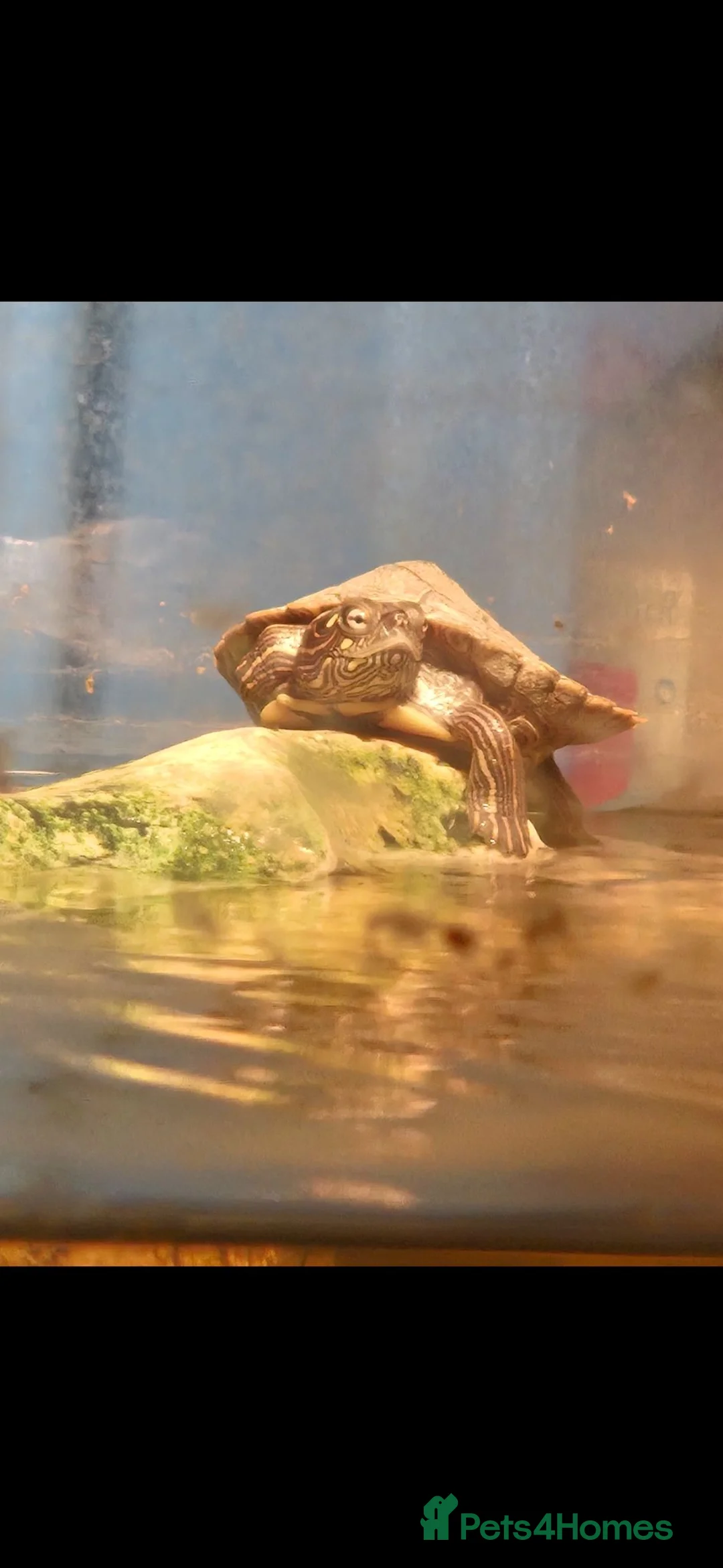 Turtle reptiles for sale: Mississipi Map Turtle-Full Set-Up in Gravesend - Advert 1