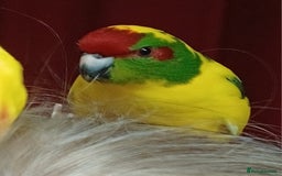 Parakeets birds for sale: Kakariki's x4 handreared kakariki's  - Image 12