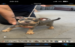 Mixed Breed dogs for sale: Last 2 puppies left English X French bulldog  - Image 1