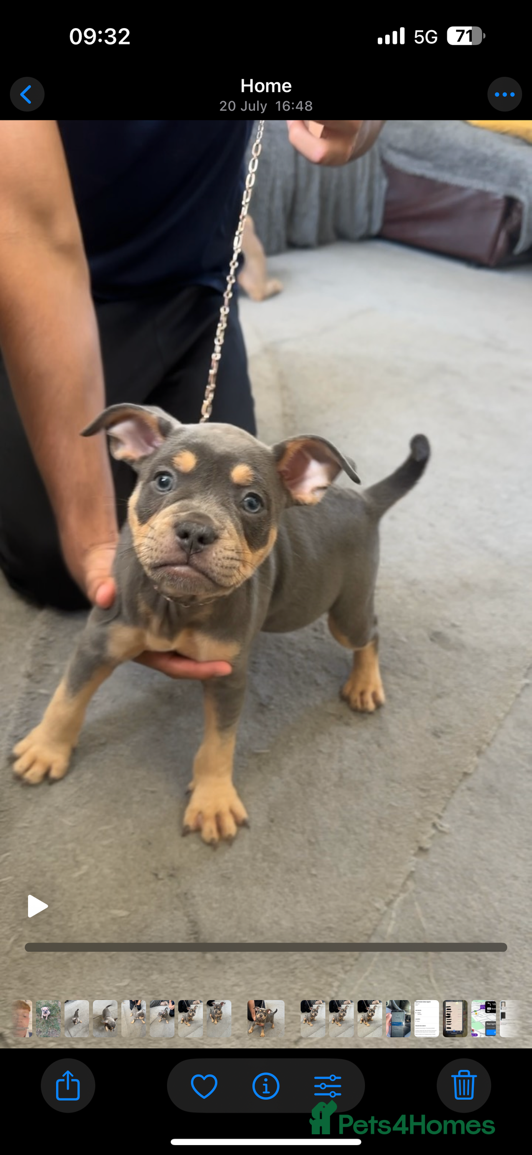 Mixed Breed dogs for sale: Last 2 puppies left English X French bulldog  - Image 1
