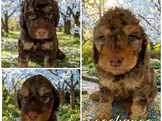 Cockapoo dogs DNA CLEAR, beautiful Cockapoo Pups,Ready 5th June - Advert 15