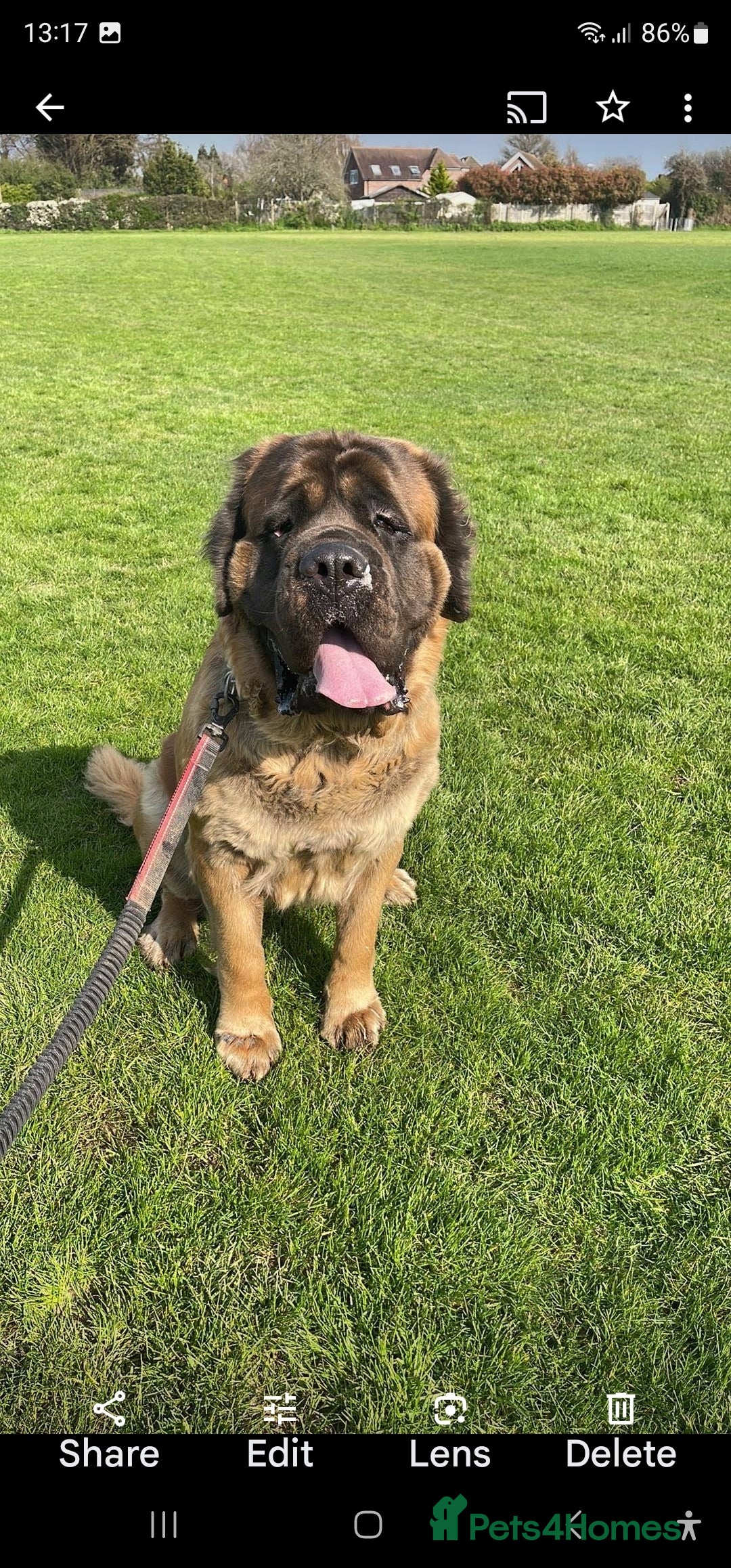 Mastiff dogs for sale: Lovable old English mastiff for rehoming - Image 2