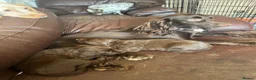 Sprocker dogs for sale: 8 Beautiful Sprocker Puppies  - Advert 9