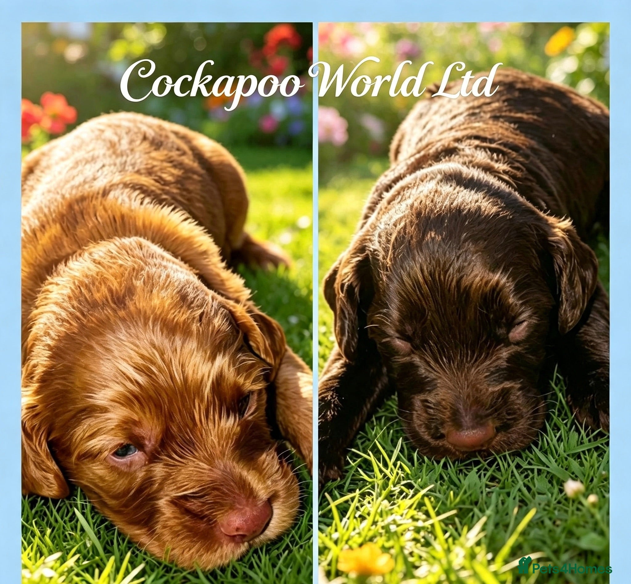 Cockapoo dogs DNA CLEAR, Stunning cockapoos, Ready 5th September - Advert 18