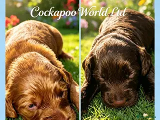 Cockapoo dogs DNA CLEAR, Stunning cockapoos, Ready 5th September - Advert 18